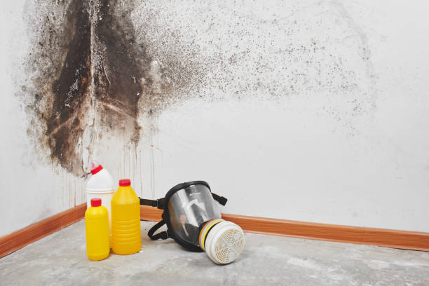 Cordova, AK Mold Remediation Company