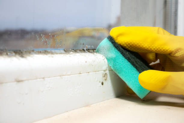Best Mold Testing and Inspection Services in Cordova, AK