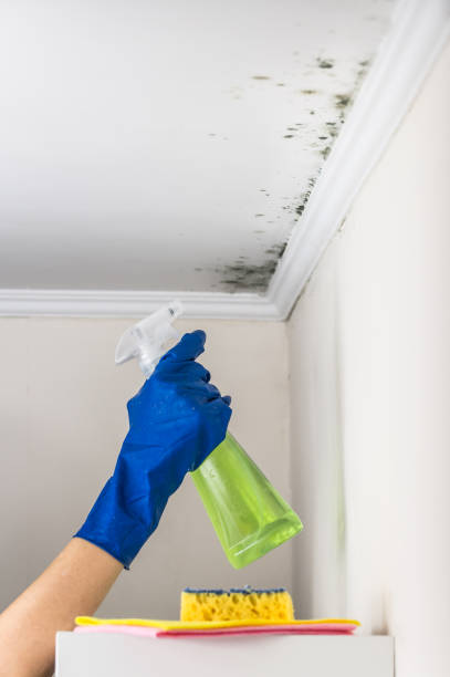 Best Insurance-Related Mold Remediation in Cordova, AK